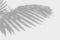 Shadow overlay of palm tree branch. Transparent overlay shadow effect from tropical palm leaves. Royalty Free Stock Photo